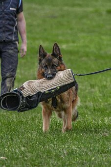 německý ovčák - nádherné štěně fenka - 5