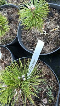 Borovice c2 doprava - 5