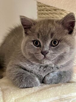 Britské modré kotě - 5