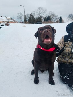 Labradorský retrívr s PP krytí - 5