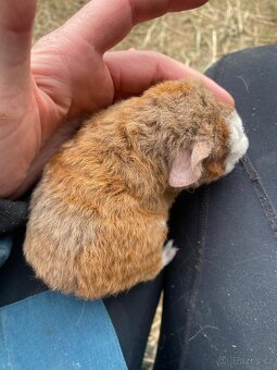 Morčátko sameček TEDDY - 5