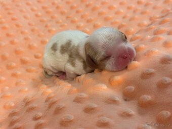 Cavalier King Charles spaniel - 5