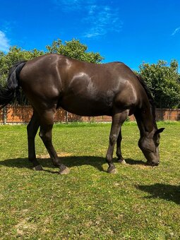 Prodám dva valachy do dobrých rukou - Paint Horse a Quarter - 5