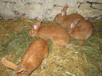 Burgundský králík - masné plemeno - 5