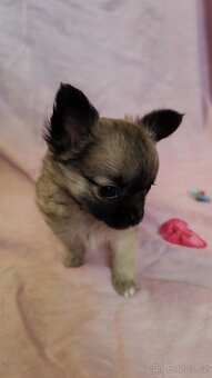 Čivava dlouhosrstá fenky bez PP - 5