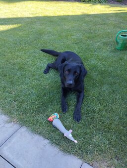 Pes na krytí - Darsy, labradorský retrívr - 5