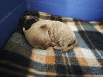 Dlouhosrstá čivava s PP - 5