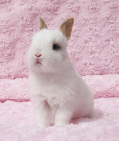 Zakrslý krátkouchý králíček , malinký kluk s VP - 5