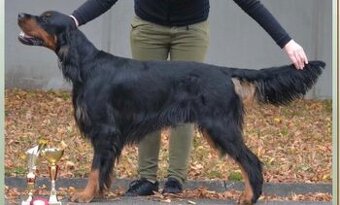 Štěňata gordonsetra s PP - 5
