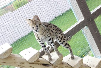Serval stepny - 5