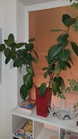 Gumovník Ficus elastica - 5