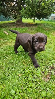 Štěňata hnědého labradora - 5