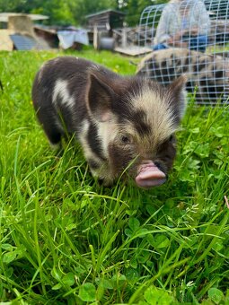 Selátka Kune Kune - 5