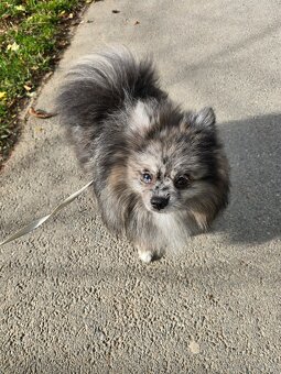 Pomeranian pejsek - 5