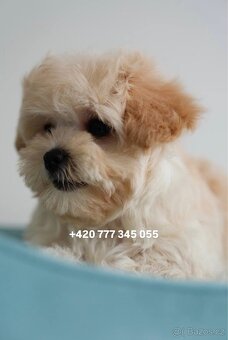 Maltipoo chlapeček ve světlé karamelové barvě - 5