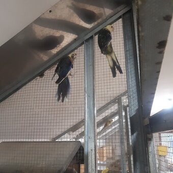 Rosela penant straka - 5