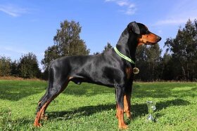 Německý pinč - krytí - 5