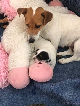 Jack russel teriér - 5