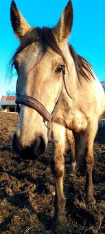 4l plavá kobyla ,x ČT,ČSP a 3l mix Qh - 5