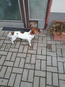 Jack Russell Teriér  ke krytí - 5