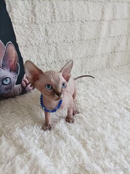 Kanadský sphynx - 5