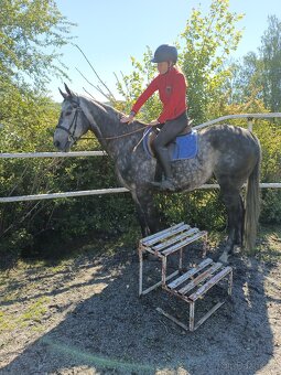 Bílý valach A1/1 - 5