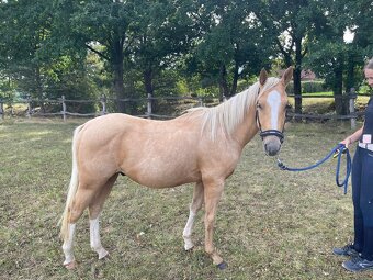 Krásný zlatý hřebeček Quarter horse, QH s výbornou povahou - 5