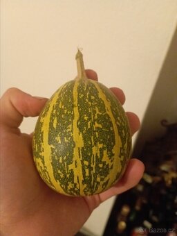 Přebytky okrasných dýní, dýně, tykev - 5