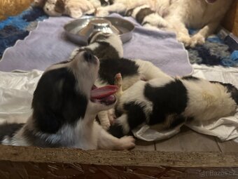 Tornjak s PP poslední 2 štěňátka - 5