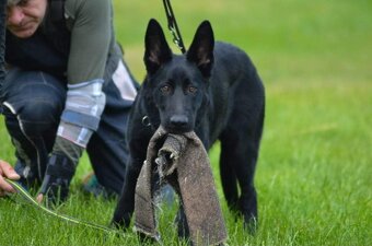 krytí německým ovcakem - 5