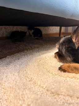 Kotě po veterinární péči - 5