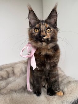 Mainská mývalí koťátka s PP - 5