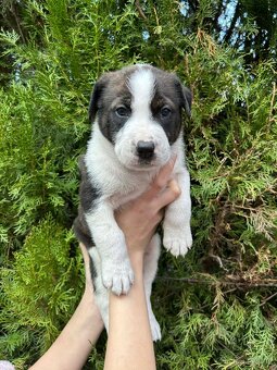 STAFORDŠÍRSKÝ BULTERIÉR - 5