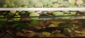 Akvarium s rybkami vybavené 40x20x20 - 5
