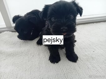 Jorkšírský teriér štěňata - 5