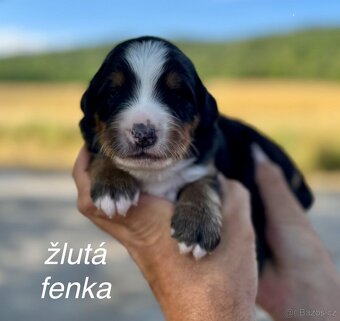Bernský salašnický pes s PP - štěňátka - 5