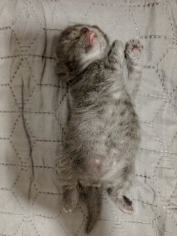 Whiskas kotatka stříbrná - 5