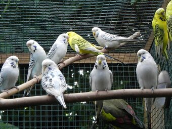 Andulky TCB - Texas Clear Body 2025 - 5