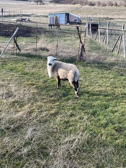 Ovce kamerunský beran - 5