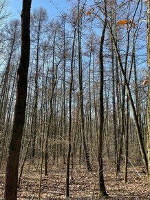 Prodám lesní pozemek v k.ú. Poběžovice u Holic - 5