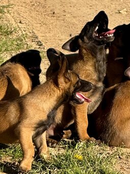 BELGICKÝ OVČÁK MALINOIS - 5
