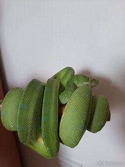 1.0 Morelia viridis sorong F1 - 5