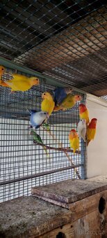 Agapornis ružovohrdly opalin - 5