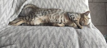 Bengálské kotě - 5