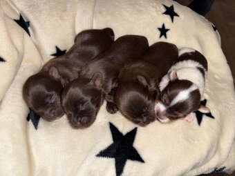 Jorkšírsky teriér s PP Fenky & kluci - 5