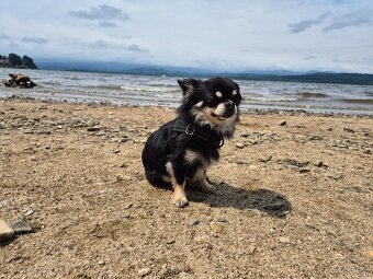 Zkušený čivavák Messi - 5