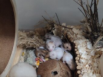 Křeček syrský - 5