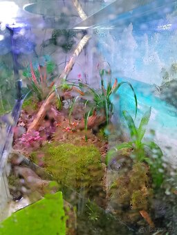 Paludarium - terarium - 5