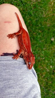 Rhacodactylus auriculatus 0.0.2 - 5
