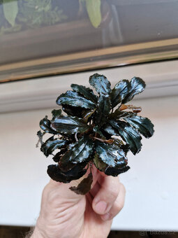 Becephalandra - 5